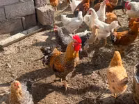 Chickens — foto 1