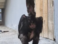 Gallinas Shamo — foto 6