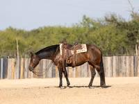 母马, Quarter Horse — 照片 7