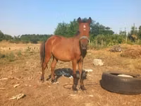 At, Atlar — foto 2