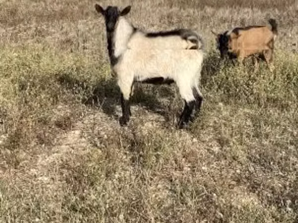Kozioł, Alpine goat