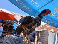 Malay Game — foto 2
