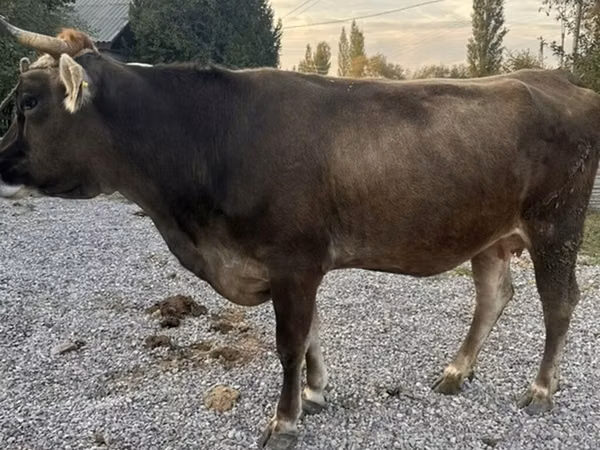 Krowa, Swiss cattle