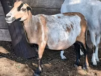 نعجة, Cameroon sheep — الصورة 6