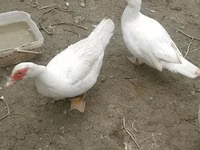 Ducks — photo 2