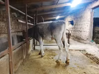 Bull, Swiss cattle — photo 7