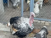 Chickens — photo 5
