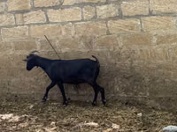 عنزة, Murcia-Granada goats — الصورة 2