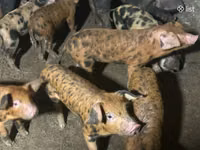 Säue, Schweine — Foto 2