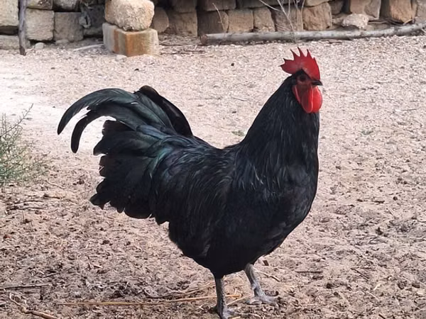 Australorp