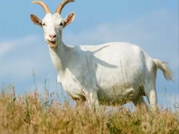 Echki, Saanen goat