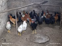 Chickens — 写真 1