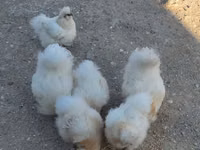 Chickens — zdjęcie 2