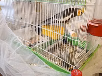 Nimfa (cockatiel) cütlüyü və qəfəs dəsti - Növ: Nimfa tutuquşusu — Foto 2