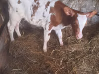 காளை, Simmental cattle — புகைப்படம் 1
