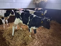 Toro, Simmental cattle — foto 5