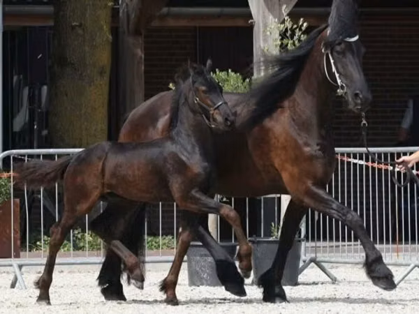 Айғыр, Friesian