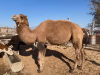 ஒட்டகங்கள் (தொகுதி, பாலினம் குறிப்பிடப்படவில்லை), Kazakh Bactrian camel — புகைப்படம் 2