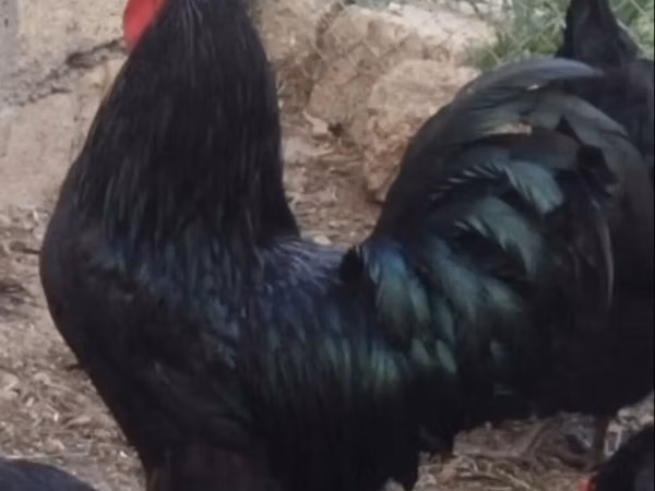 Chickens