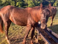 Cavalo, Black Sea breed — foto 1