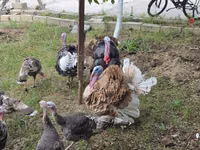 Turkeys — Foto 4