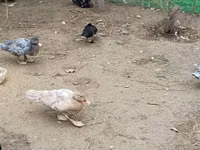 Ducks — foto 7
