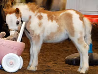 At, Miniature horse — foto 1