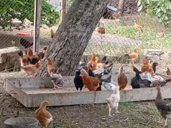 Chickens