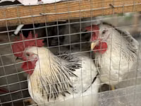 Chickens — 6-rasm