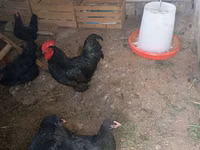 Australorp — foto 2