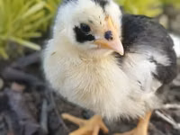 Chickens — الصورة 4