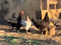 gallina danesa — foto 5