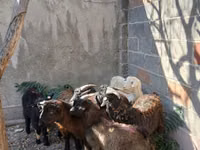 Keçi, Keçiler — foto 3