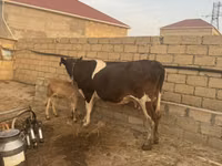 ძროხა, Simmental cattle — ფოტო 3