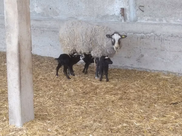ცხვარი, Romanov sheep