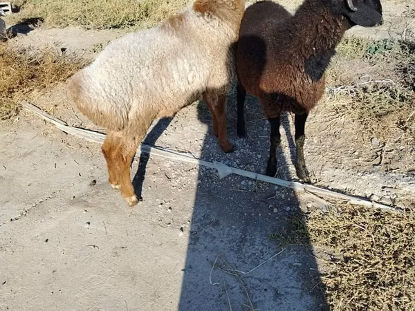 Moutons (lot, sexe non indiqué), Moutons