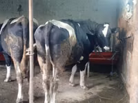 牛（ロット、性別未指定）, Russian Black pied cattle — 写真 7