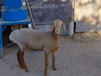 Oveja, Arashan sheep — foto 4