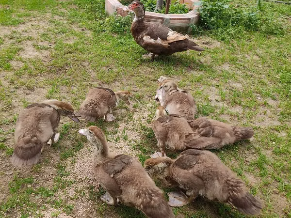Ducks