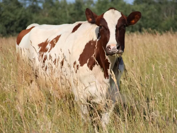 Vaca, Raça Holstein — Rússia