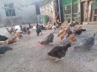 Chickens — Foto 8