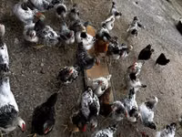 Chickens — foto 7