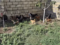 Chickens — Foto 4