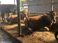 Cow, Brown Latvian — photo 1