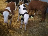 牛只（批次，未指定性别）, Simmental cattle — 照片 2