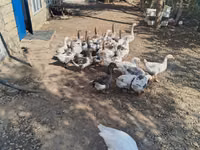 Geese — புகைப்படம் 1