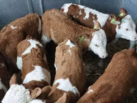 Buqa, Simmental cattle — 1-rasm