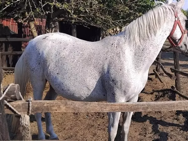 კვიცი, Lipizzaner