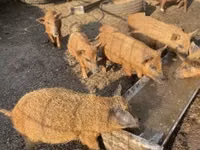 Schweine (Partie, Geschlecht nicht angegeben) — Foto 4