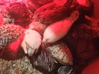 Quails — الصورة 7
